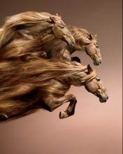 pic for horse hair